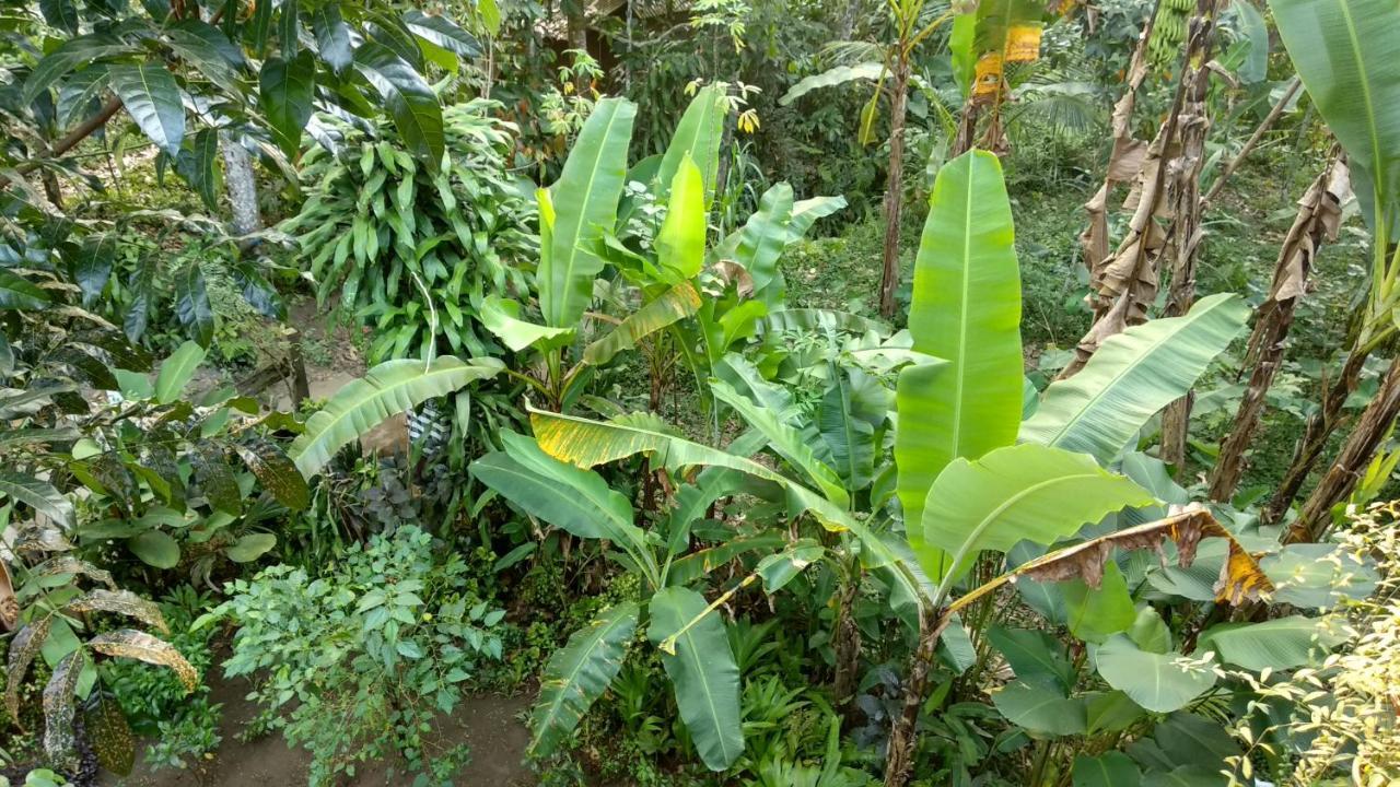 Jungle Joglo Vendégház Tampaksiring Kültér fotó